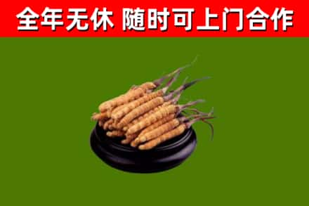 兰坪回收冬虫夏草